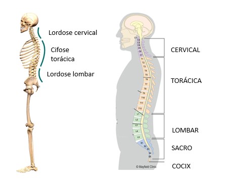Anatomia