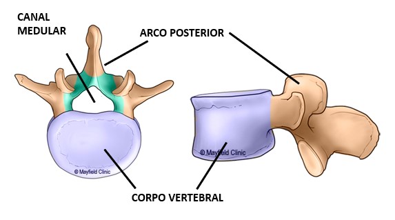 Anatomia