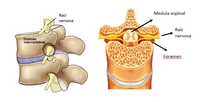 Anatomia