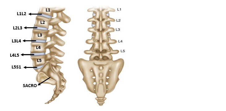 Anatomia